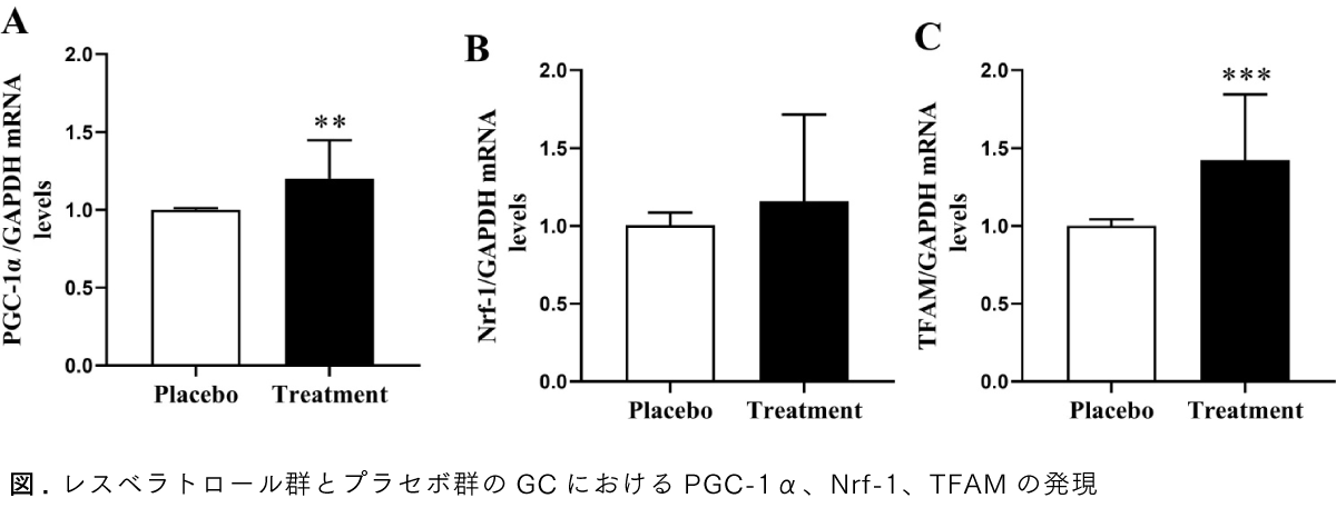 Graphical Abstract レスベラトロールは生殖補助医療を受けるPCOS患者のミトコンドリア生合成と生殖成績を改善する：ランダム化、三重盲検、プラセボ対象臨床試験