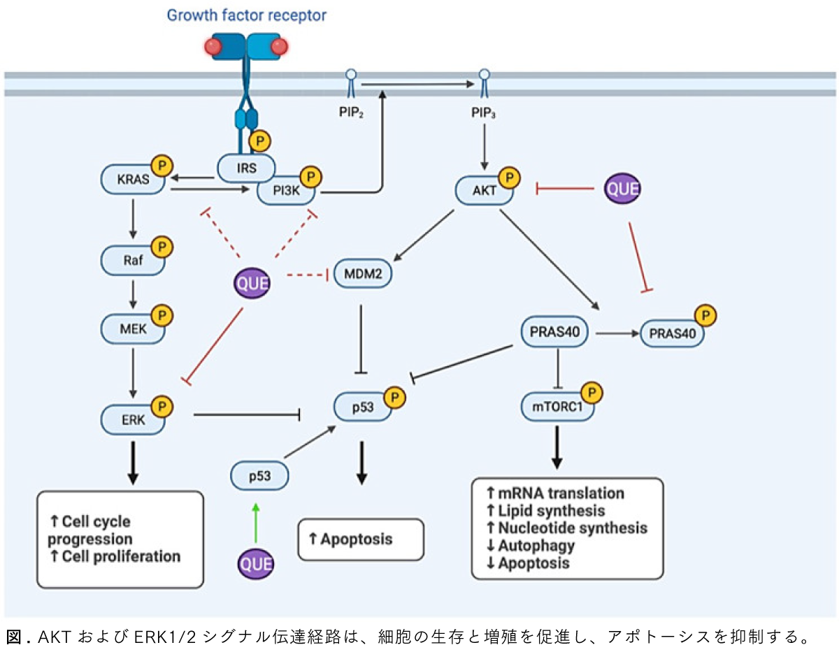 Graphical Abstract ケルセチンはAKT-ERK-p53シグナルを介して脱落膜化を促進し、子宮内膜症における細胞老化の関与を支持する