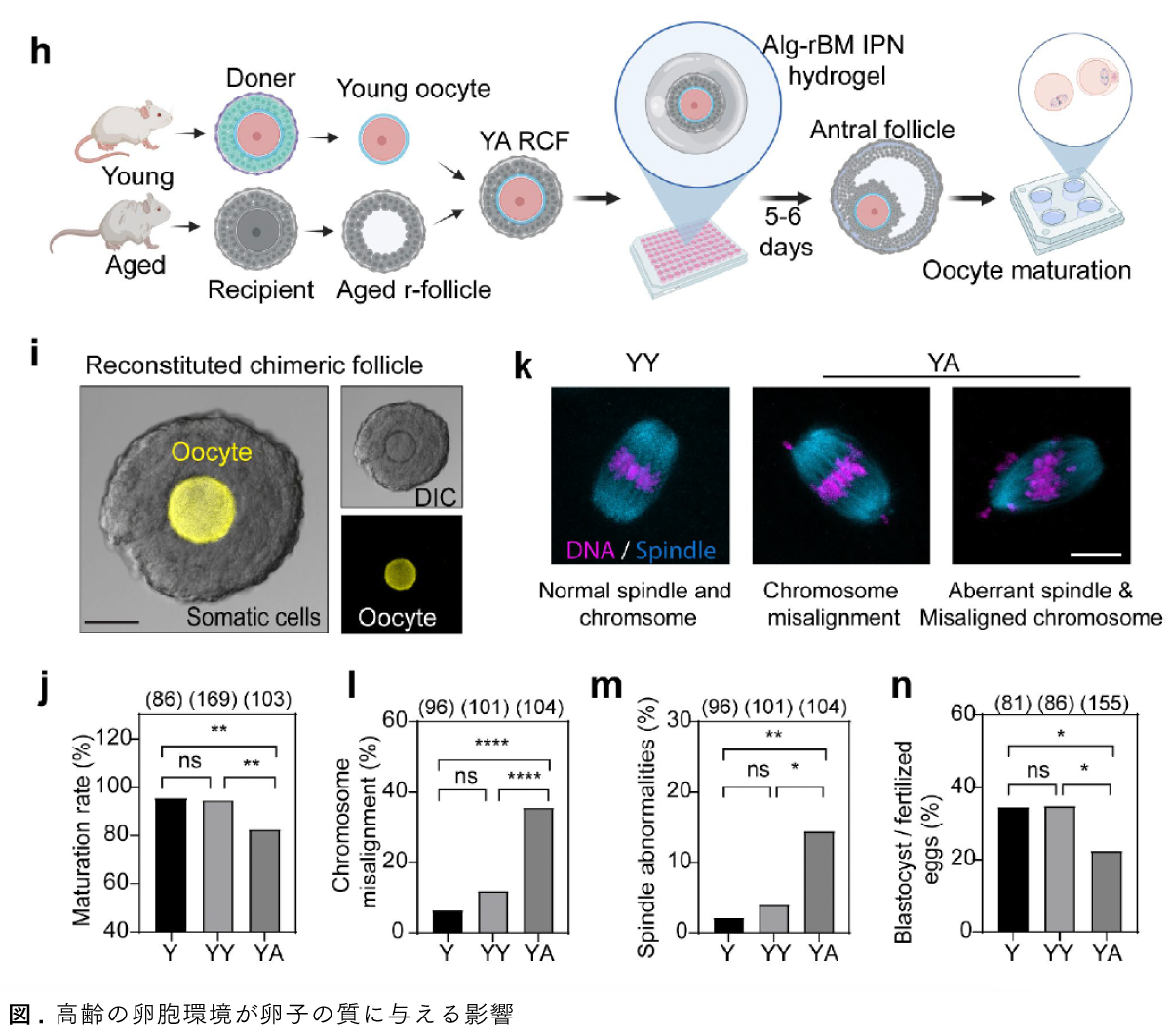 Graphical Abstract 若いマウスの卵胞内微小環境への曝露による老化卵子の若返り