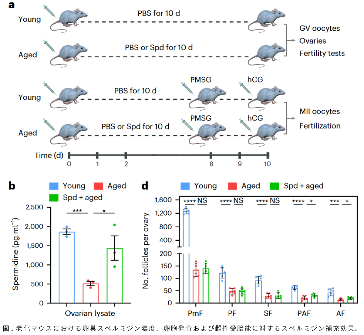 Graphical Abstract ポリアミン代謝産物スペルミジンは、女性の生殖老化におけるマイトファジーを促進することにより卵子の質を若返らせる